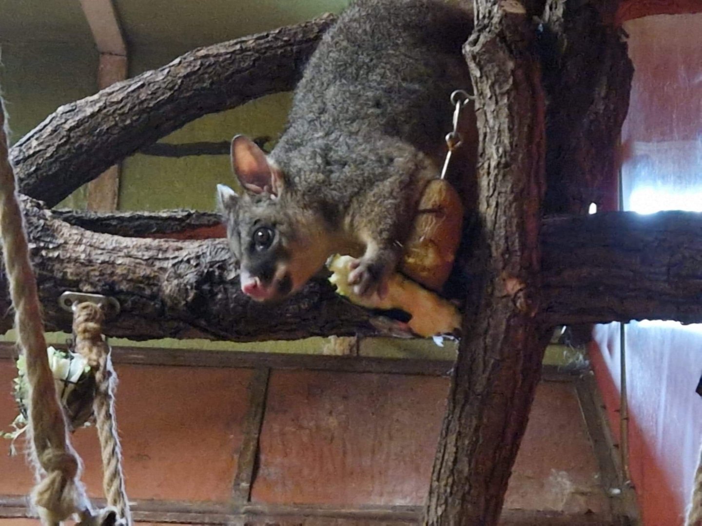 Brushtail Possum