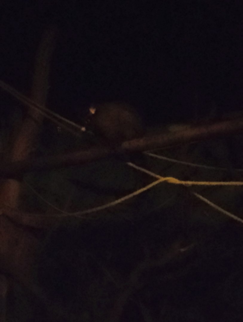 Brushtail possum