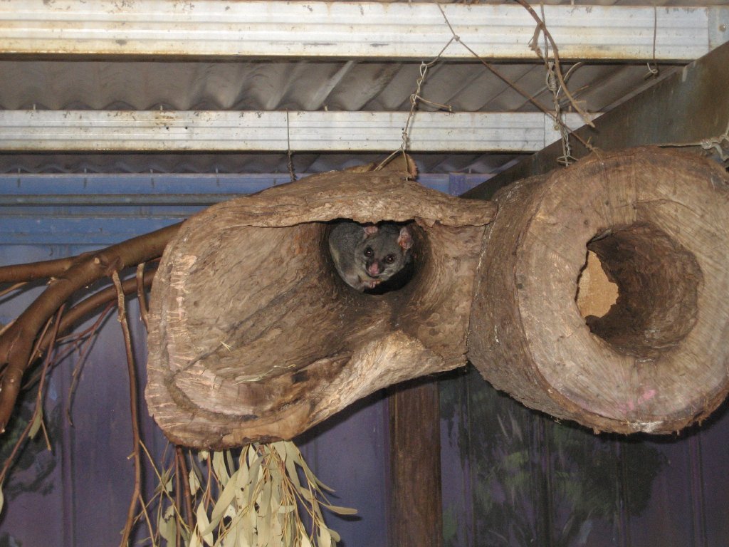 Brushtail Possum