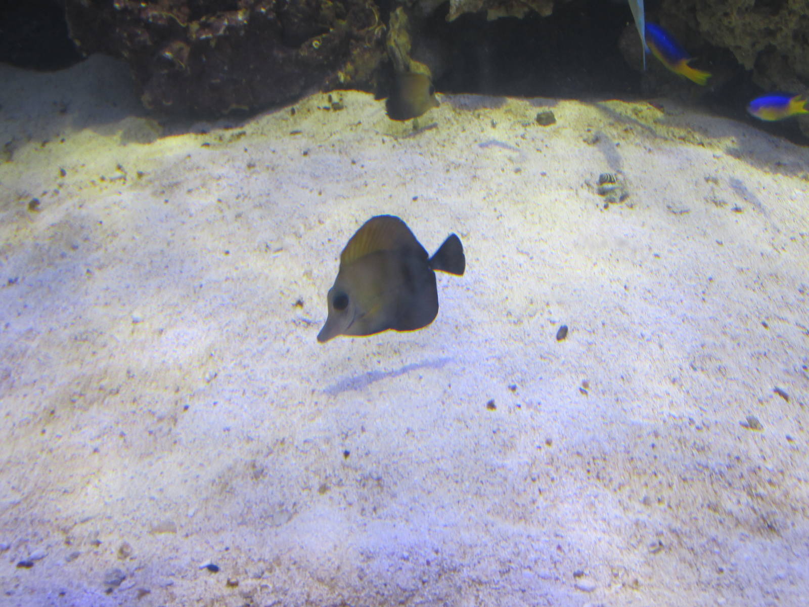 brushtail tang acuario inbursa