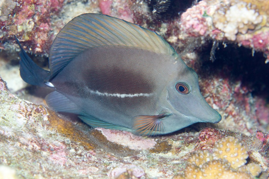 Brushtail Tang, night colouration