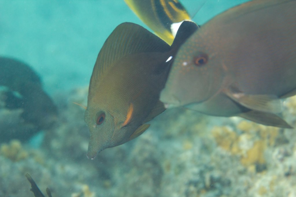 Brushtail Tang (Zebrasoma scopas) and Striped Bristletooth (Ctenochaetus st