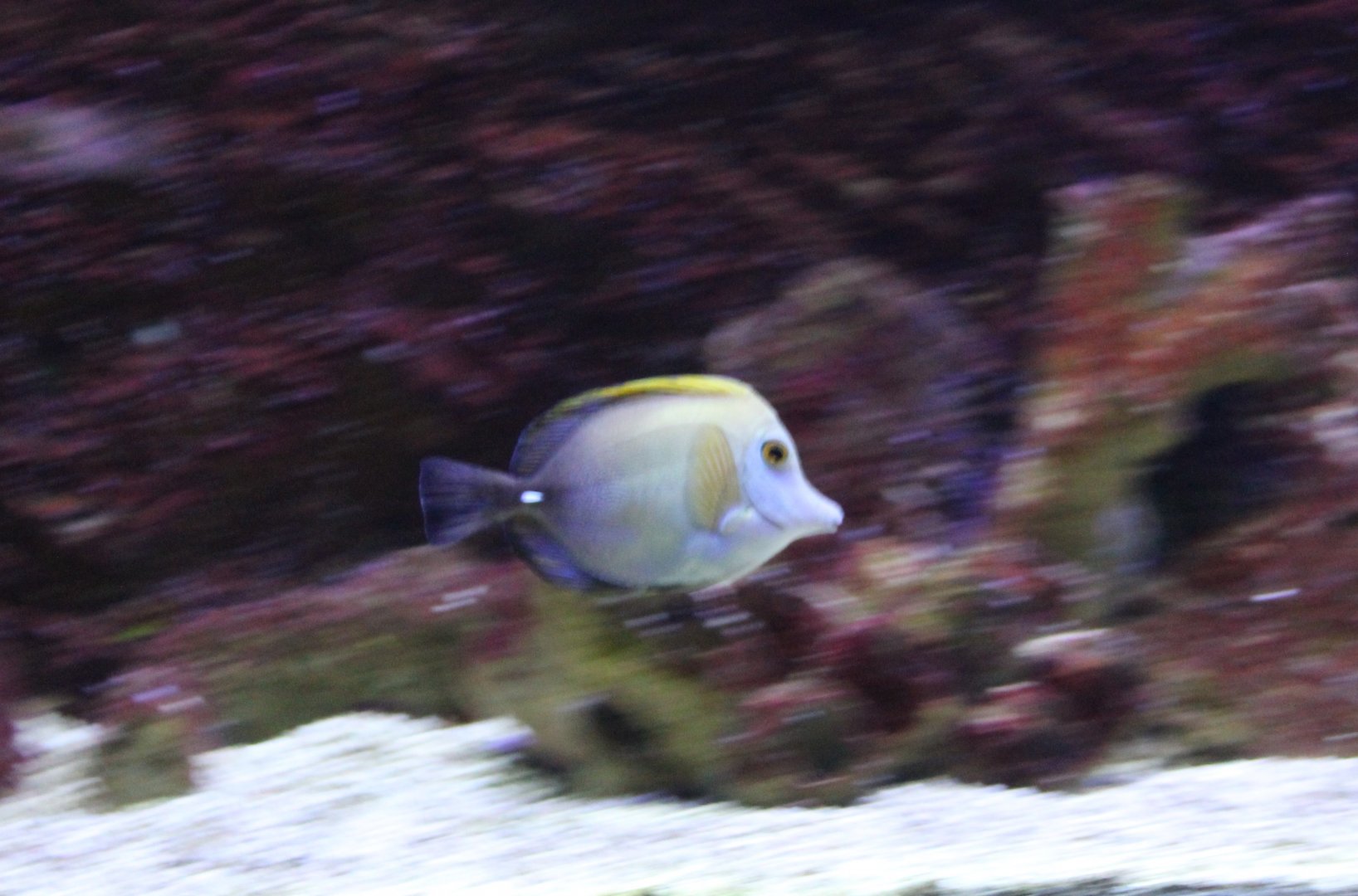 Brushtail tang - Zebrasoma scopas
