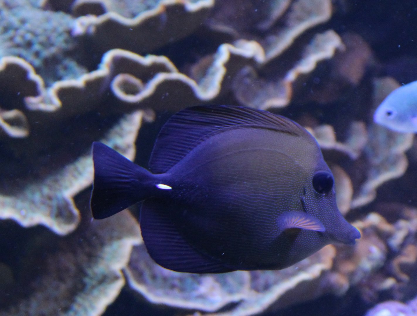 Brushtail tang - Zebrasoma scopas