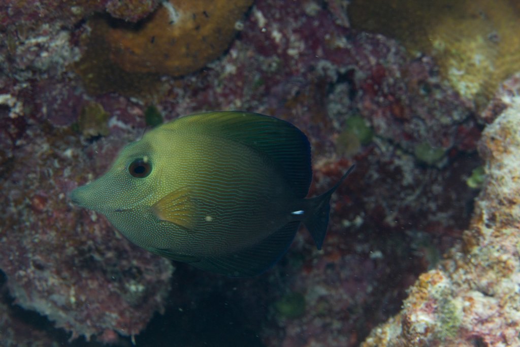 Brushtail Tang (Zebrasoma scopus)