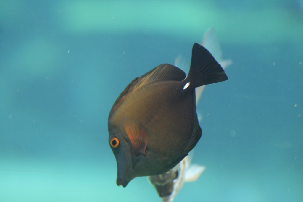 Brushtail Tang