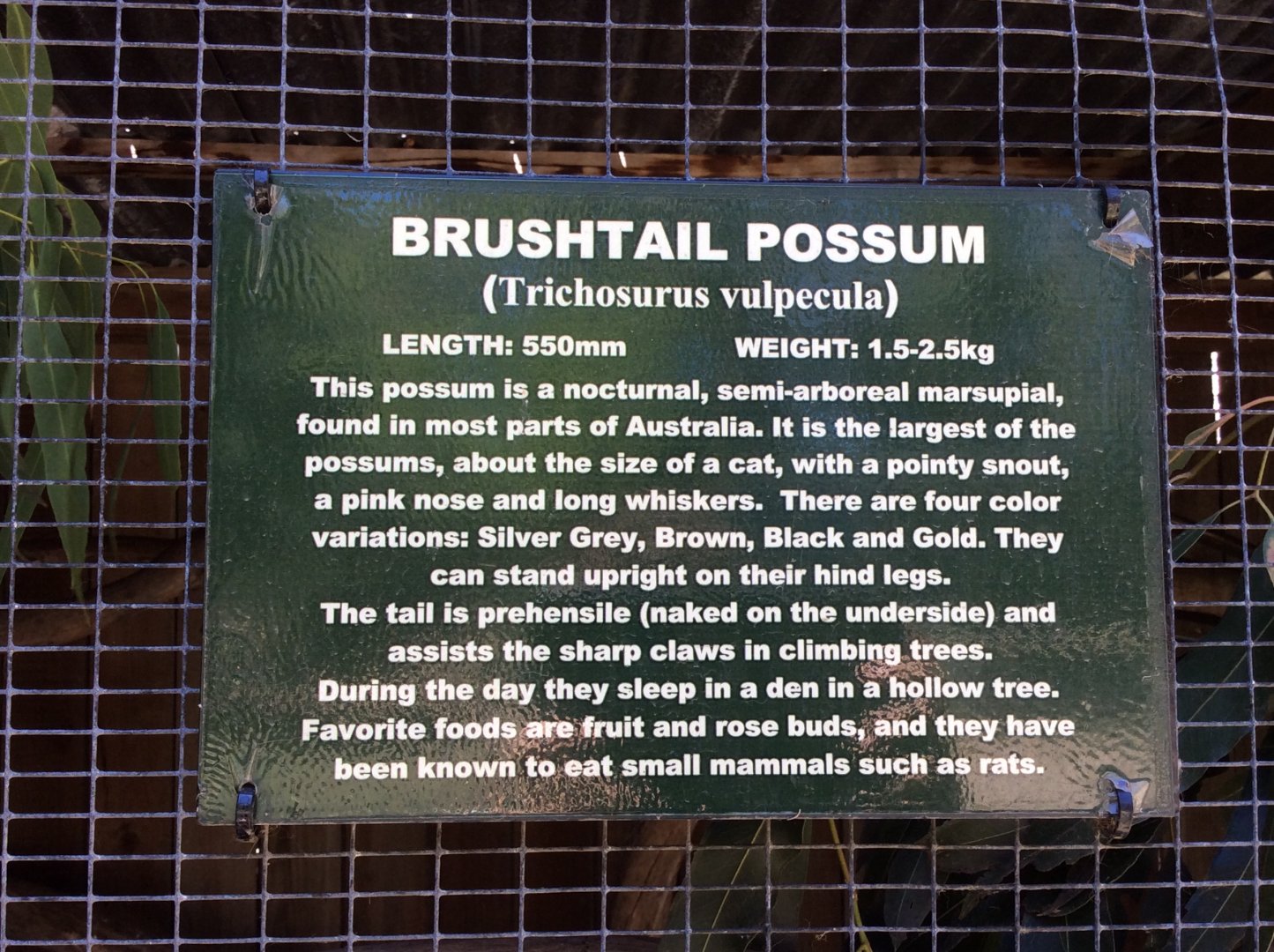 Brushtailed possum info - no animals seen