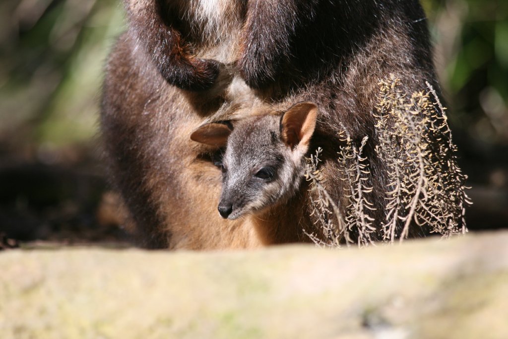 Brushtailed Rock Wallaby pouchyoung