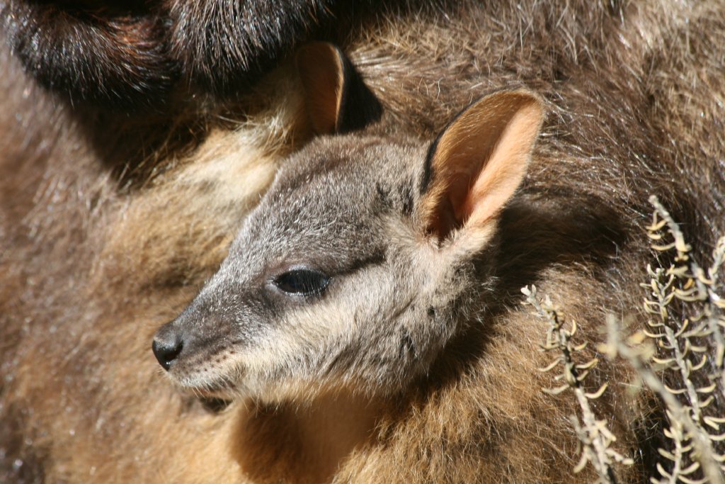 Brushtailed Rock Wallaby pouchyoung