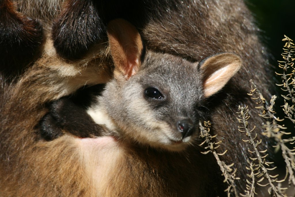 Brushtailed Rock Wallaby pouchyoung