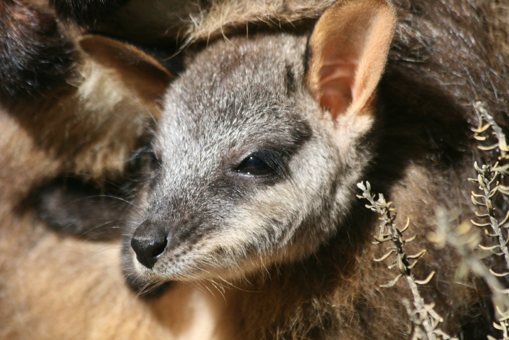 Brushtailed Rock Wallaby pouchyoung