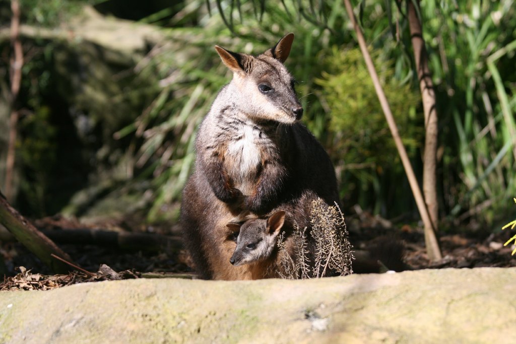 Brushtailed Rock Wallaby with pouchyoung