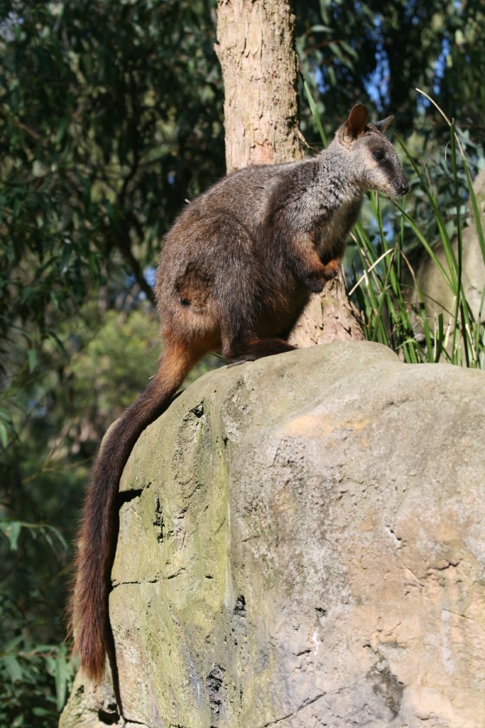 Brushtailed Rock Wallaby