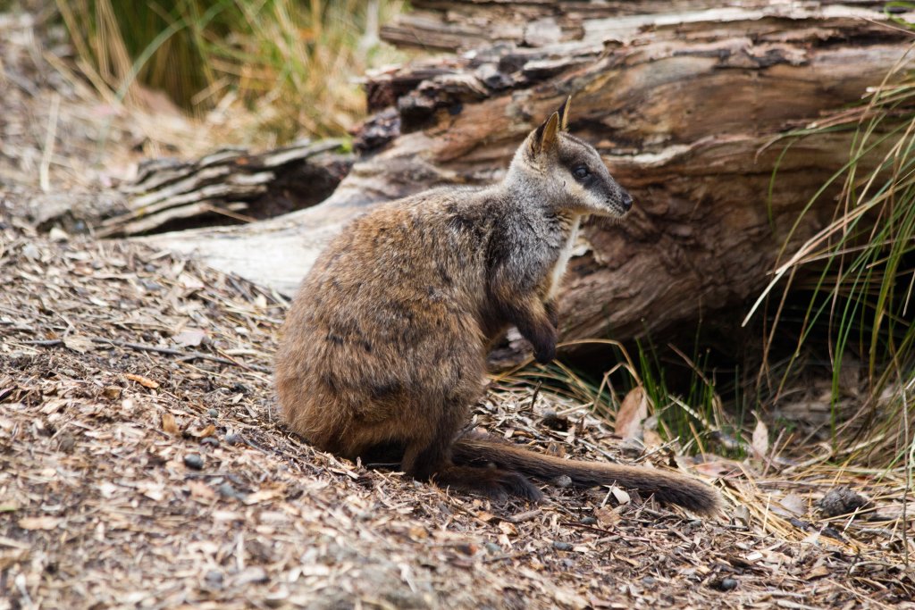 Brushtailed Rock Wallaby