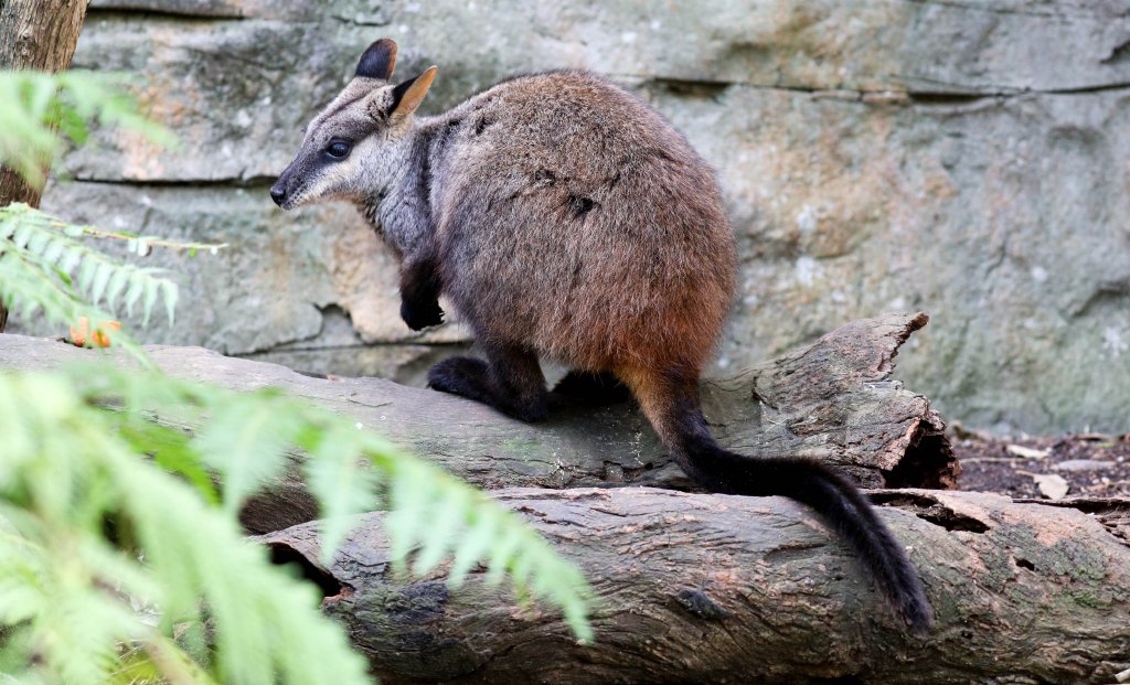 Brushtailed Rock Wallaby
