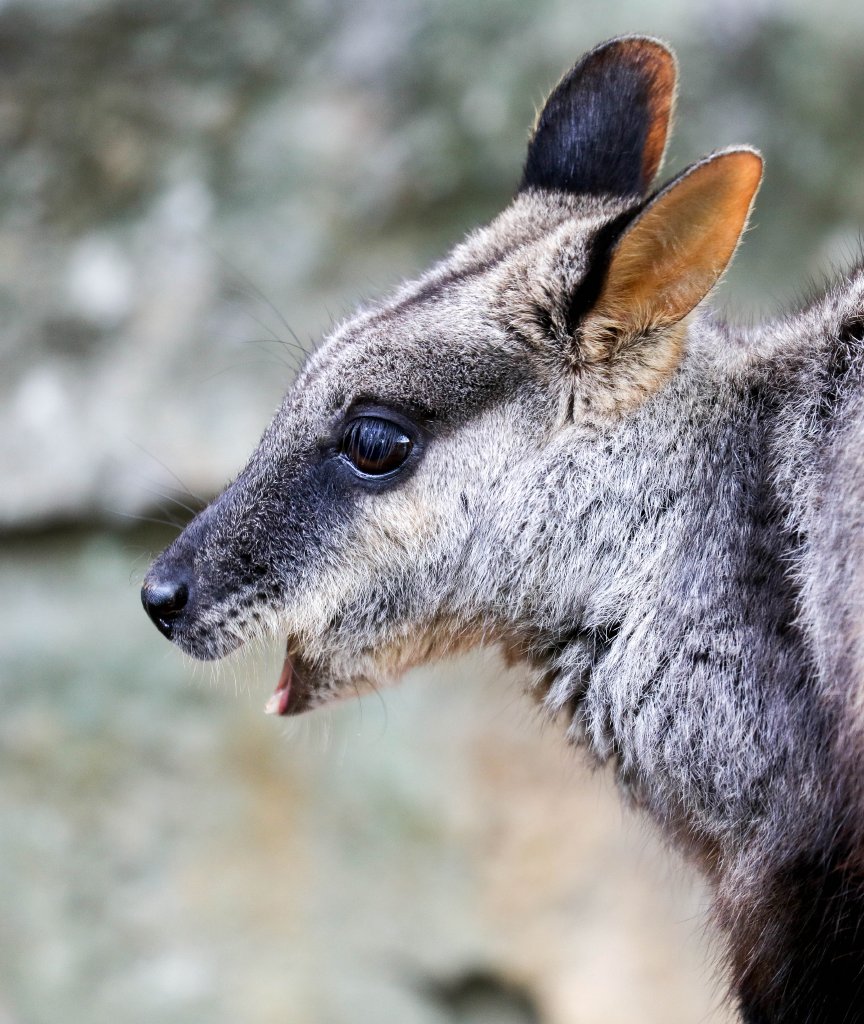 Brushtailed Rock Wallaby