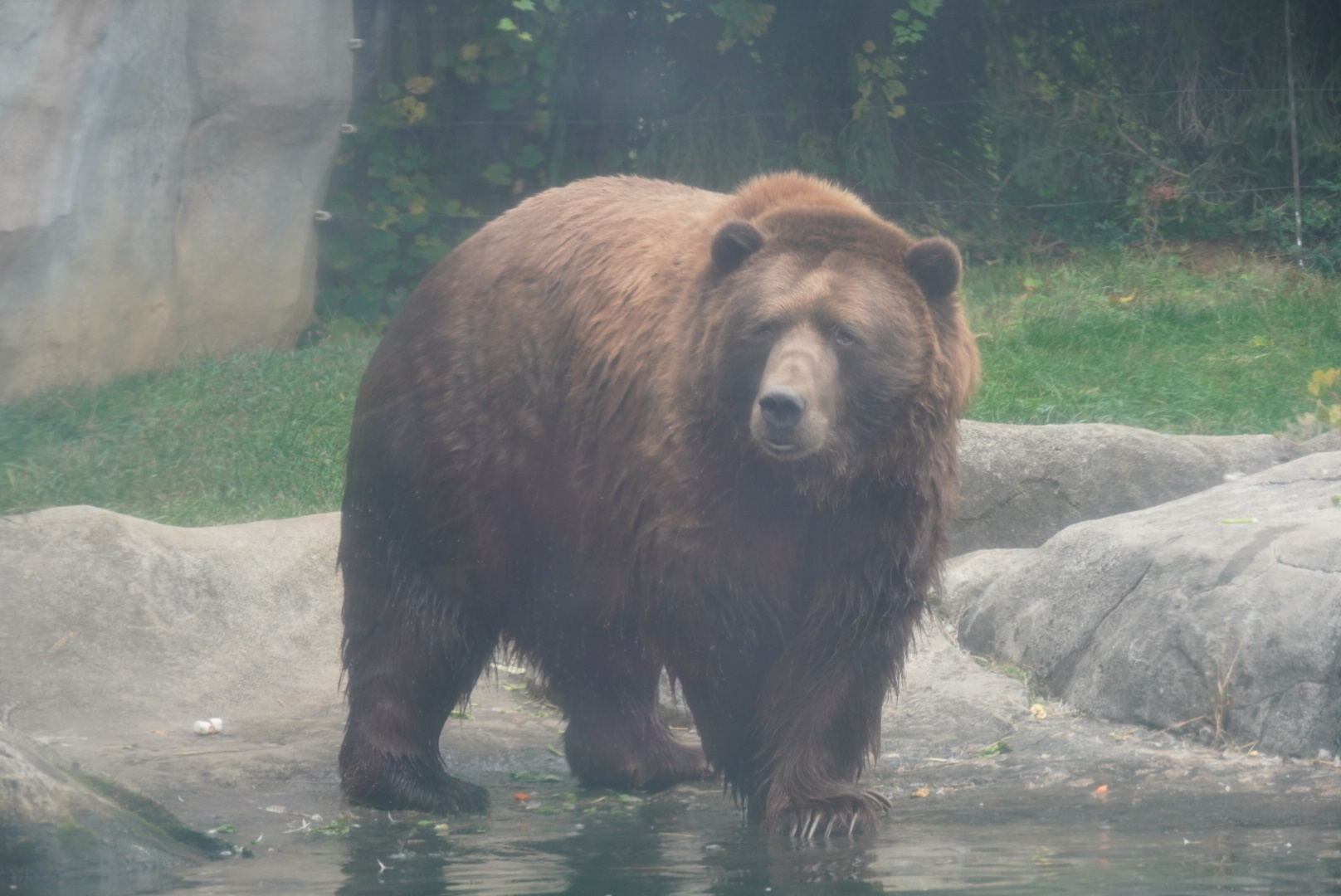 “Brutus”, Kodiak Bear