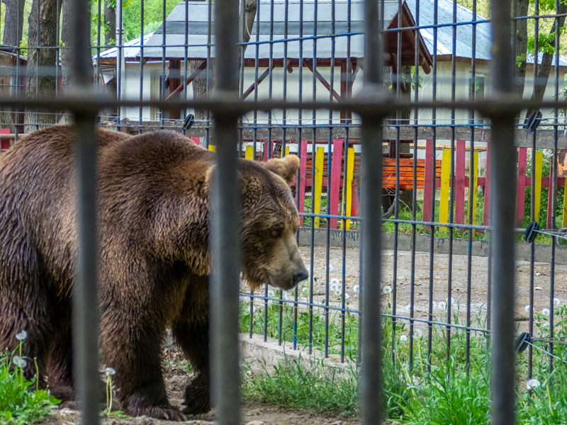 Brwon bear / Ursos arctos