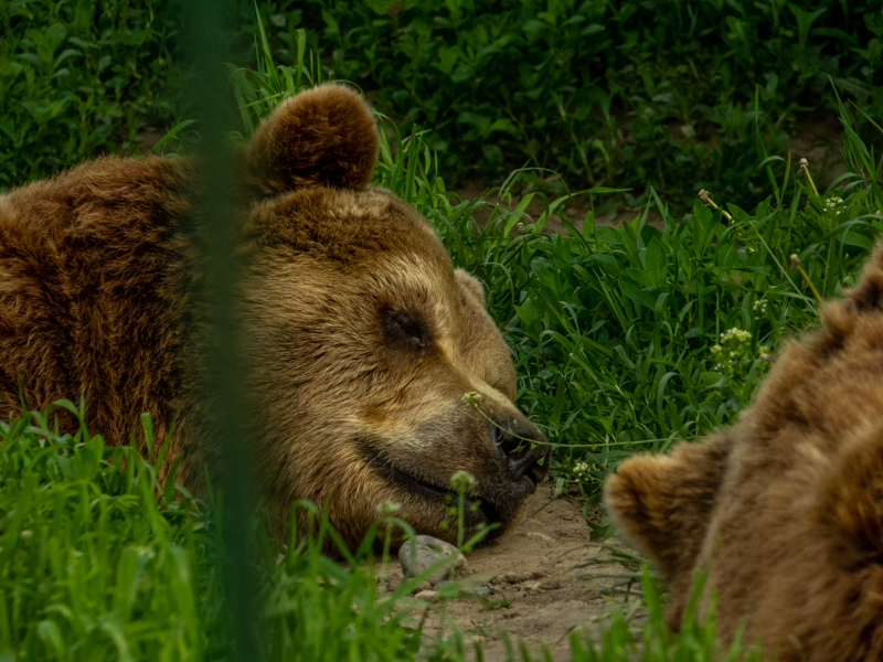 brwon bear (Ursos arctos)