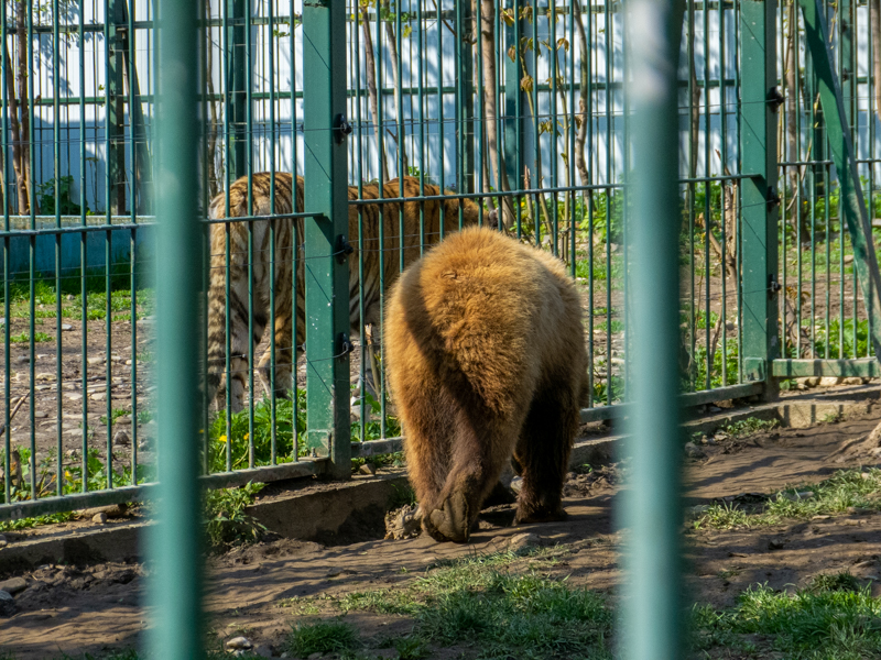Brwon bear (Ursus arctos) and Tiger (Panthera tigris)