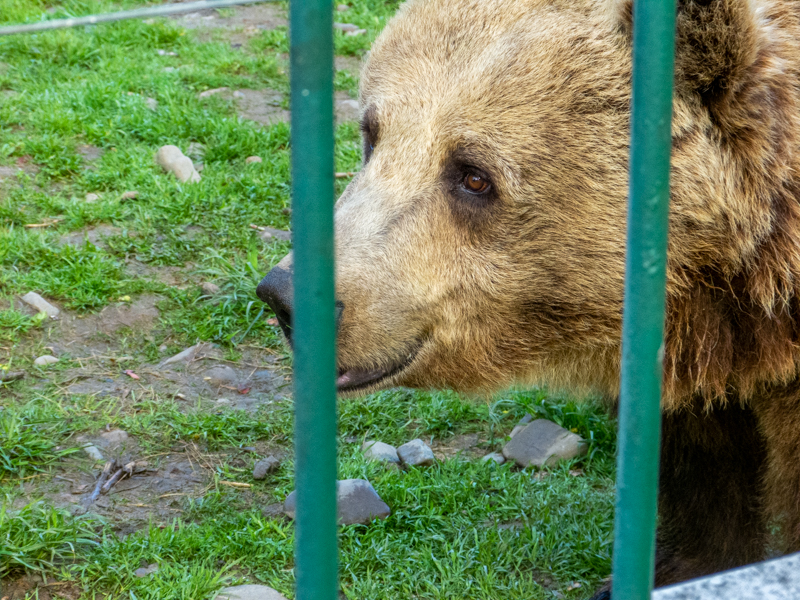 Brwon bear (Ursus arctos)