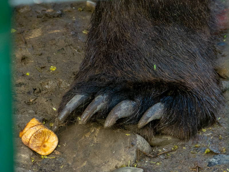 Brwon bear (Ursus arctos)
