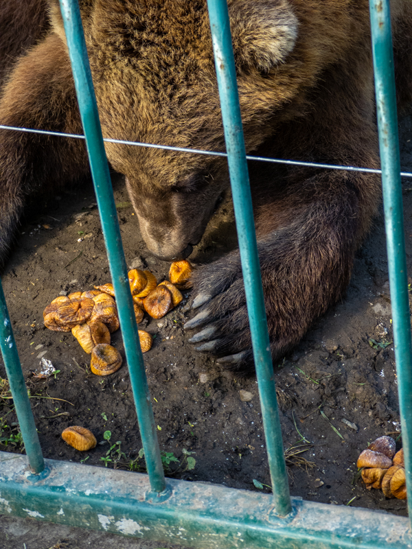Brwon bear (Ursus arctos)