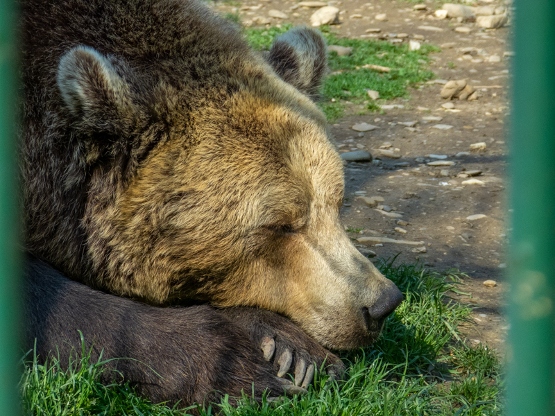 Brwon bear (Ursus arctos)