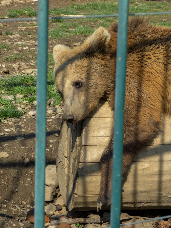 Brwon bear (Ursus arctos)