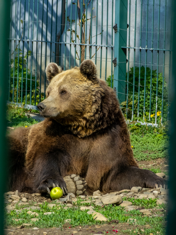 Brwon bear (Ursus arctos)