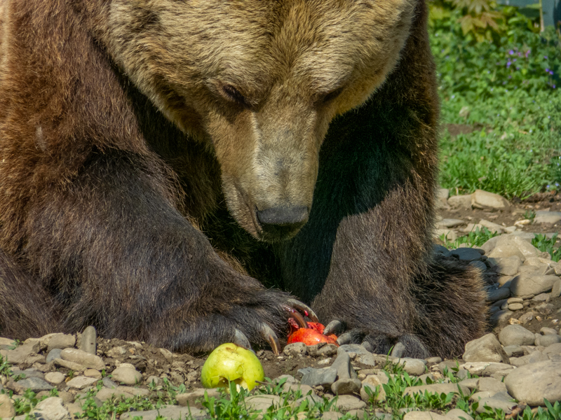 Brwon bear (Ursus arctos)