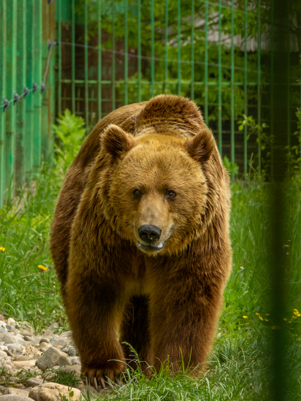 Brwon bear (Ursus arctos)