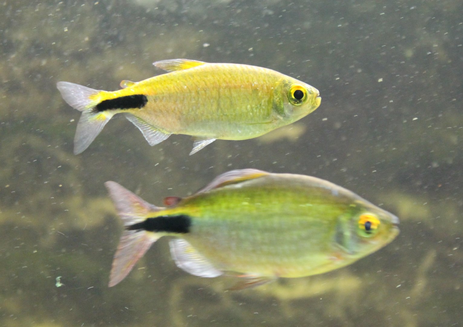 Brycinus longipennis