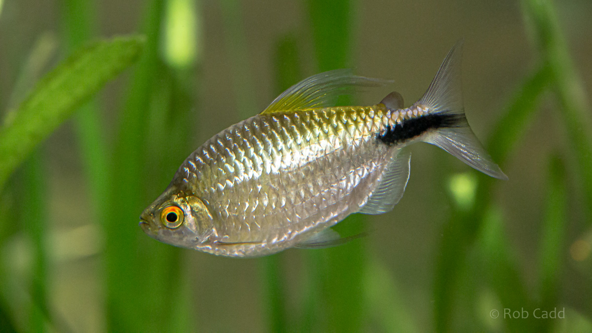 Brycinus longipinnis : Whipsnade : 06 Sep 2019