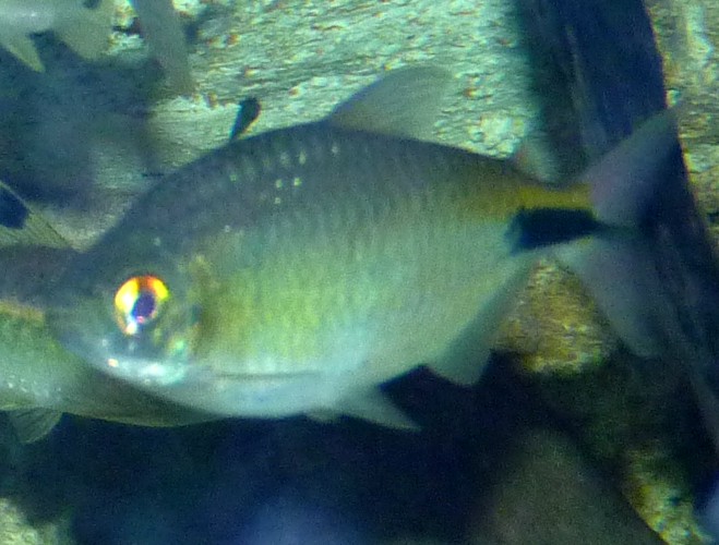 Brycinus longipinnis