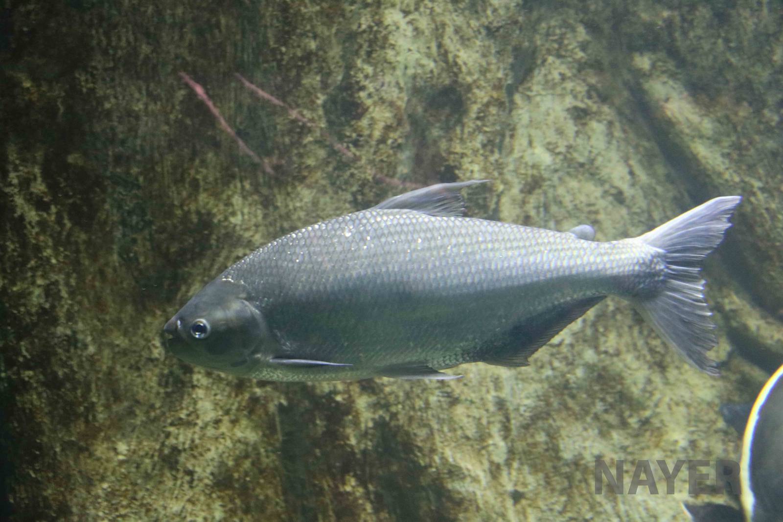 Brycon cephalus, April 2016