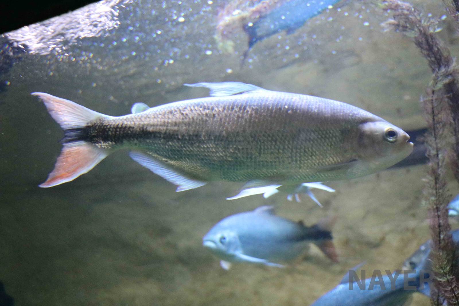 Brycon hilarii, April 2016