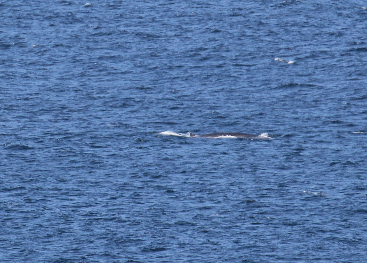 Bryde's whale (Balaenoptera brydei)