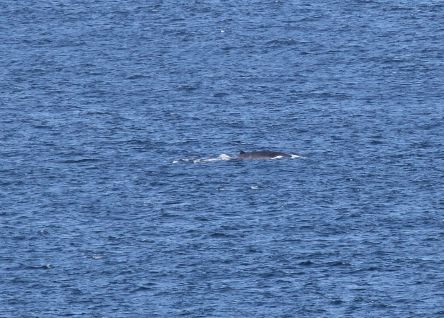 Bryde's whale (Balaenoptera brydei)