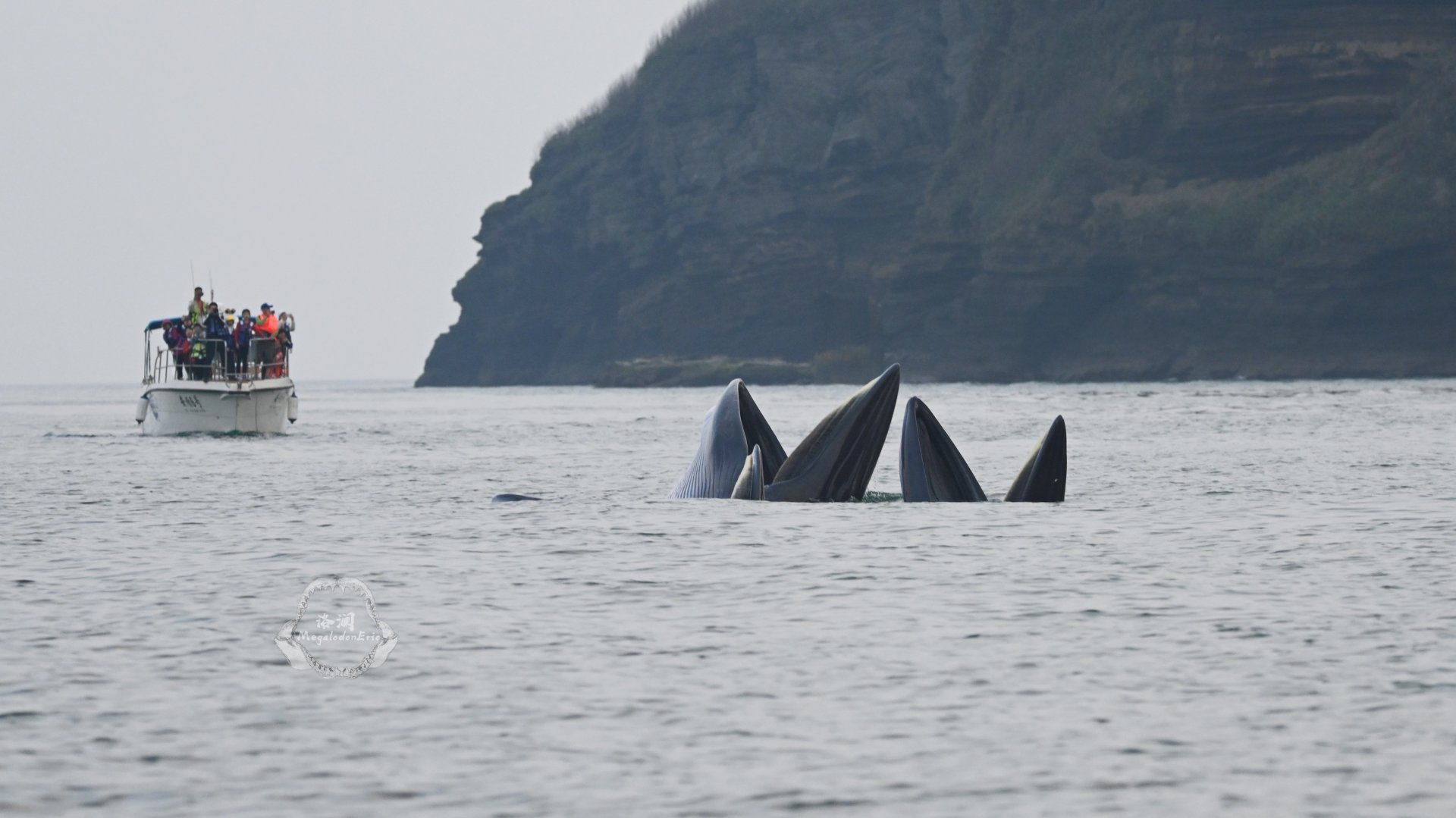 Bryde's whale/Balaenoptera edeni