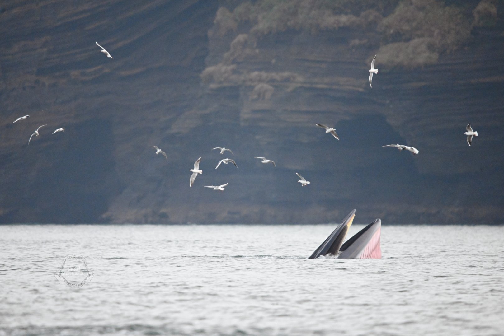 Bryde's whale/Balaenoptera edeni