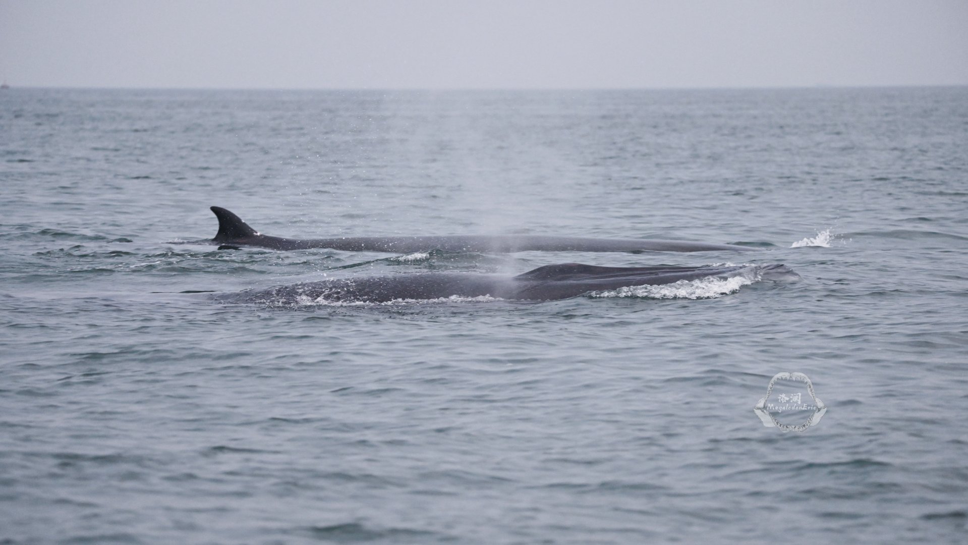 Bryde's whale/Balaenoptera edeni