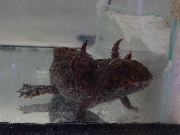 BtS: Anderson's salamander (Ambystoma andersoni)
