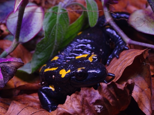 BtS: Central spanish fire salamander (Salamandra salamandra almanzoris)