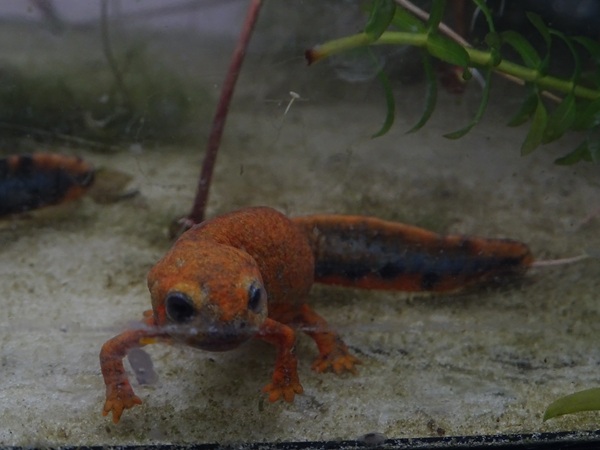 BtS: Cyan newt (Hypselotriton cyanurus)