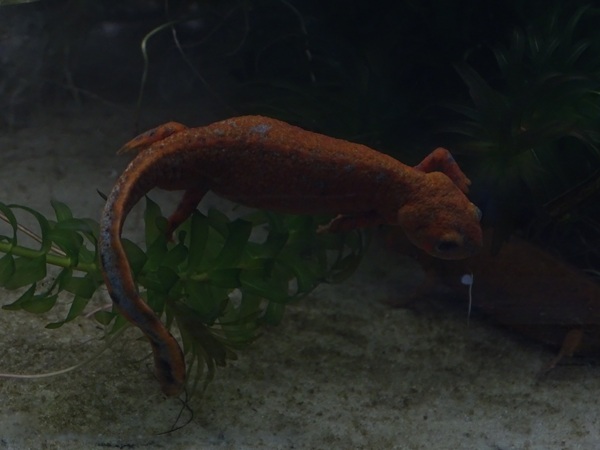 BtS: Cyan newt (Hypselotriton cyanurus)