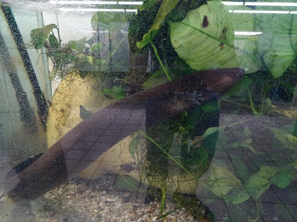 BtS: Greater siren (Siren lacertina)