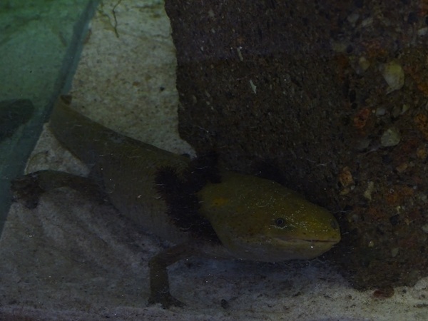 BtS: Lake Pátzcuaro salamander (Ambystoma dumerilii)