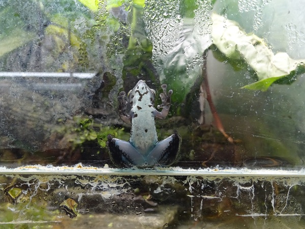 BtS: Little rock frog (Staurois parvus)