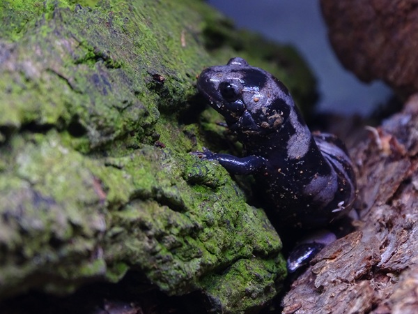 BtS: Marbled salamander (Ambystoma opacum)